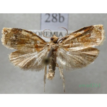 Archips xylosteana (Linnaeus, 1758) Zwójka dębóweczka Czech28b